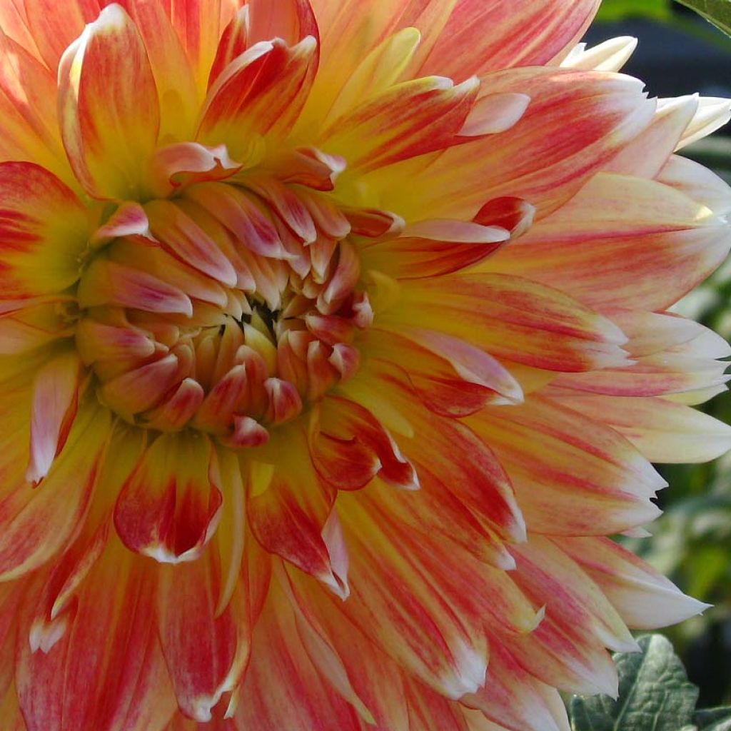 Dalia decorativa Peaches and Cream