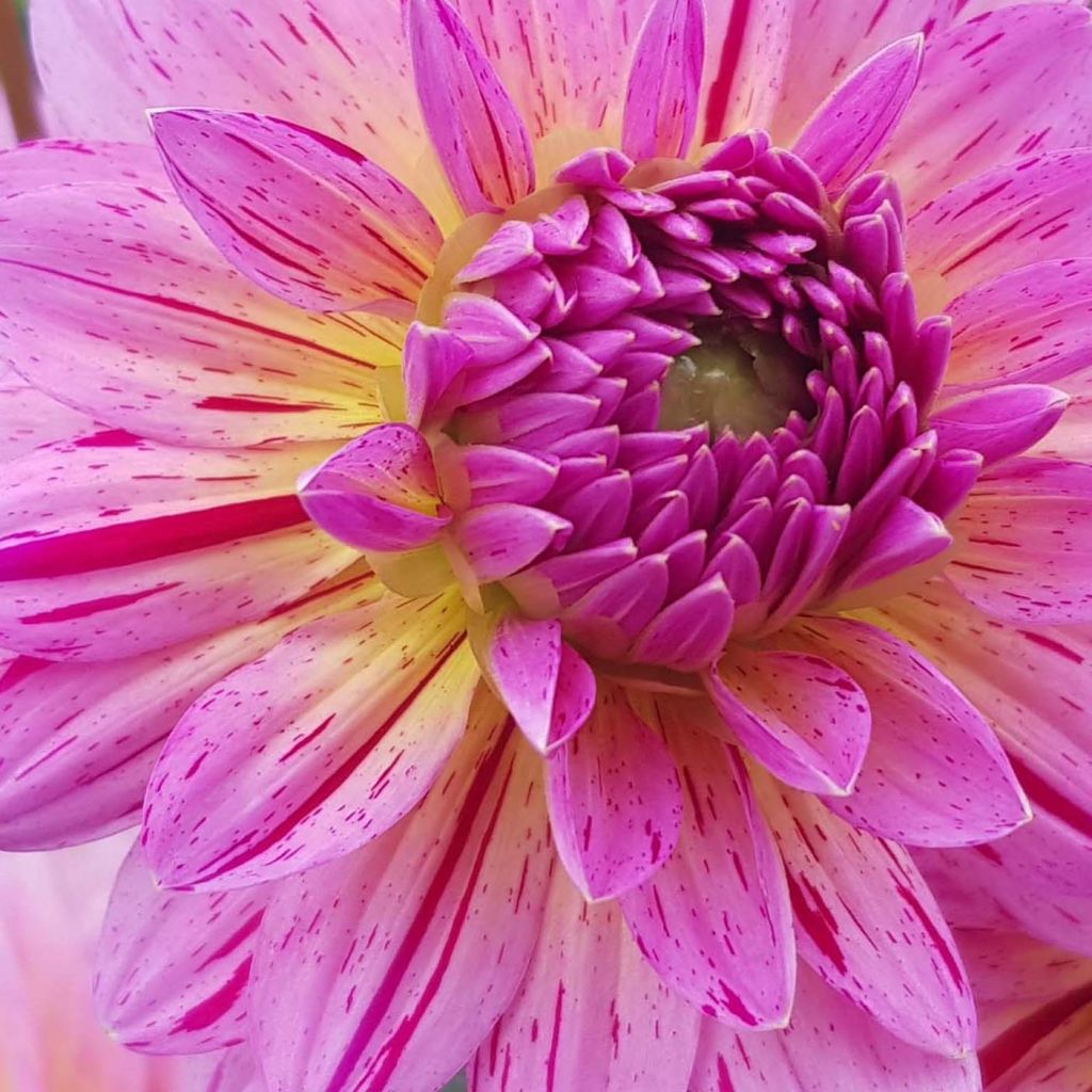 Dalia decorativa Tropical