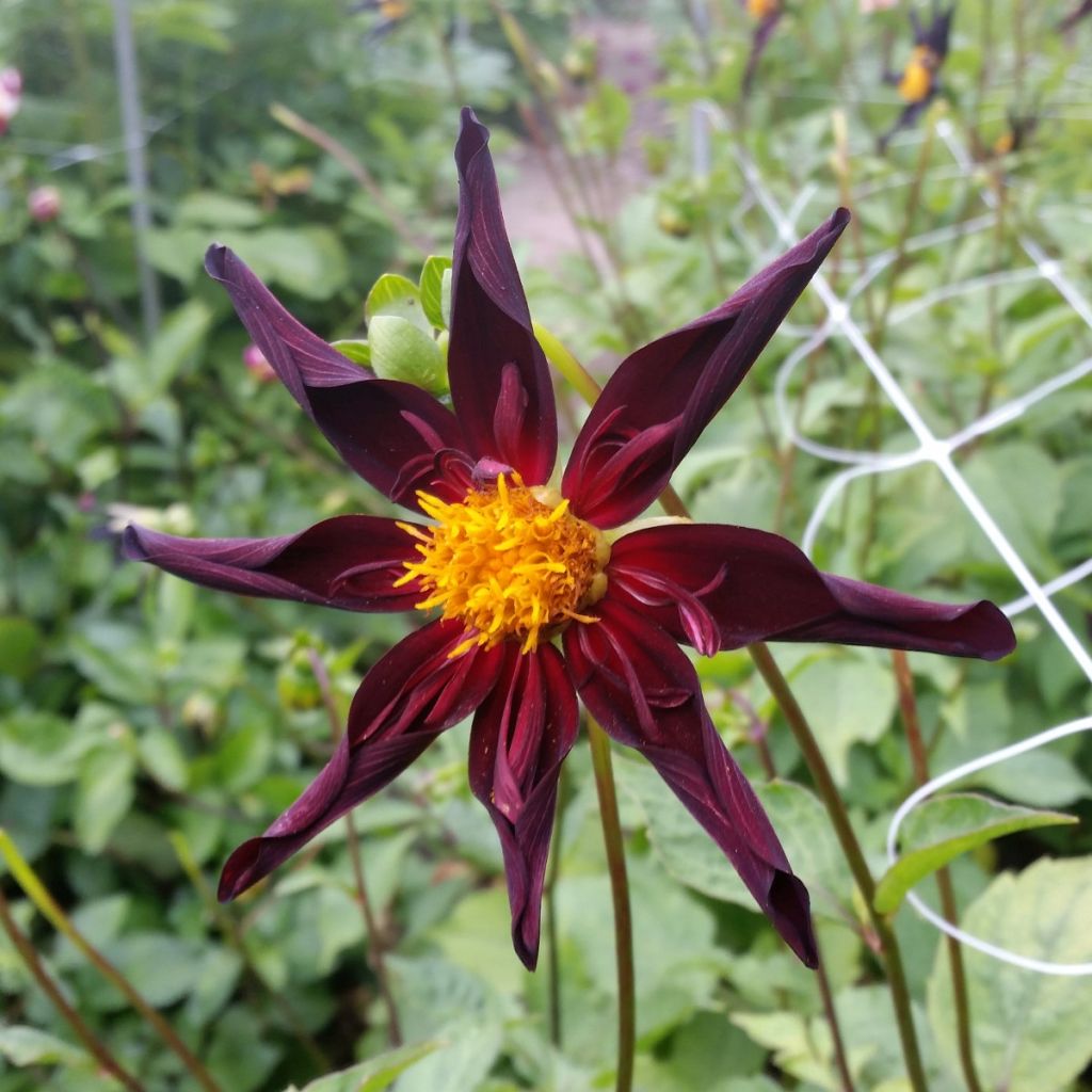 Dalia honka Verrone's Obsidian