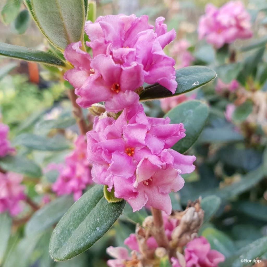 Daphne Sweetheart