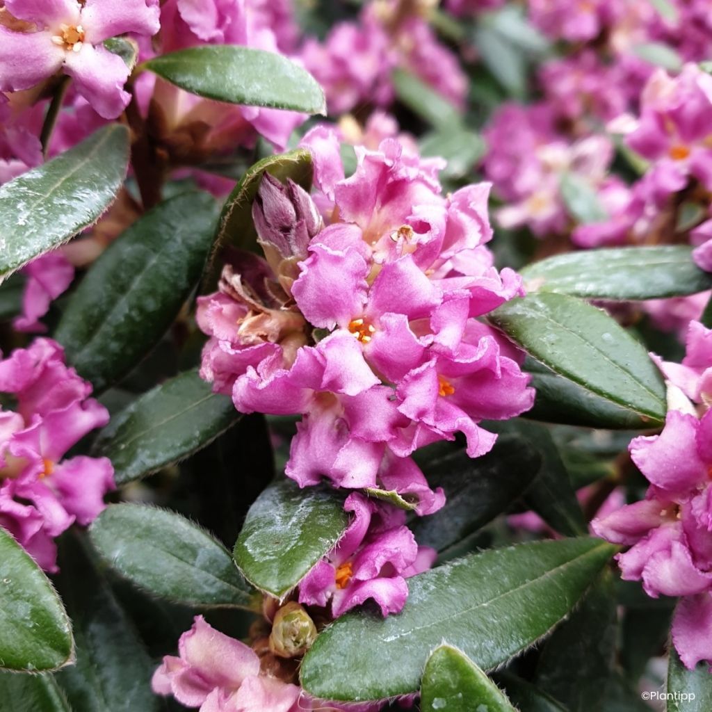 Daphne Sweetheart