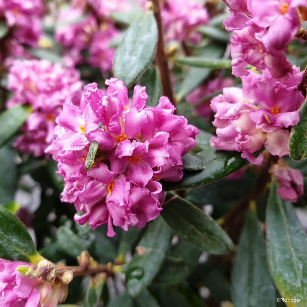 Daphne Sweetheart