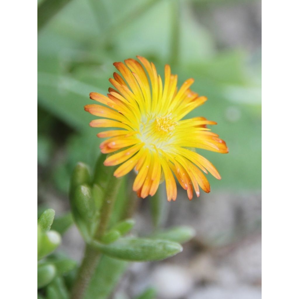 Delosperma Wheels of Wonder Orange - Alfombra rosa
