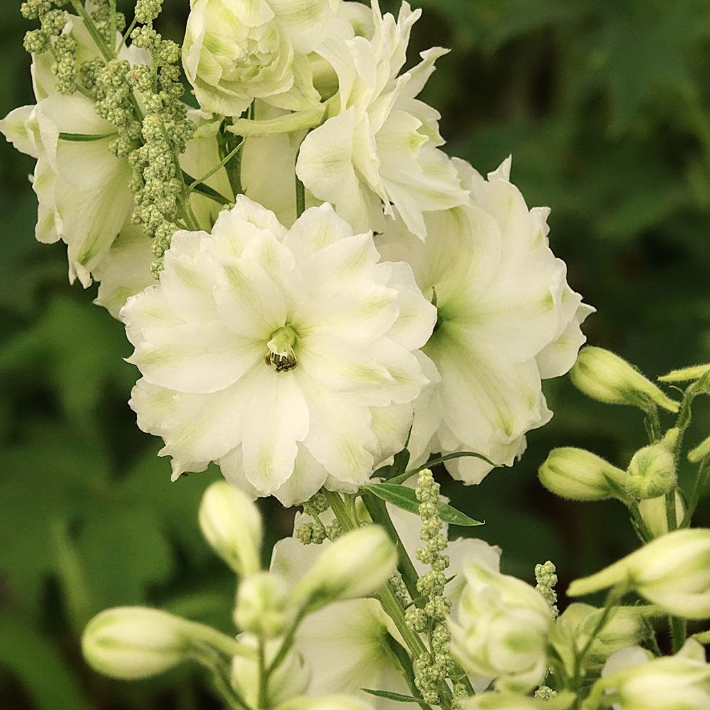 Espuela de caballero - Delphinium elatum Double Innocence