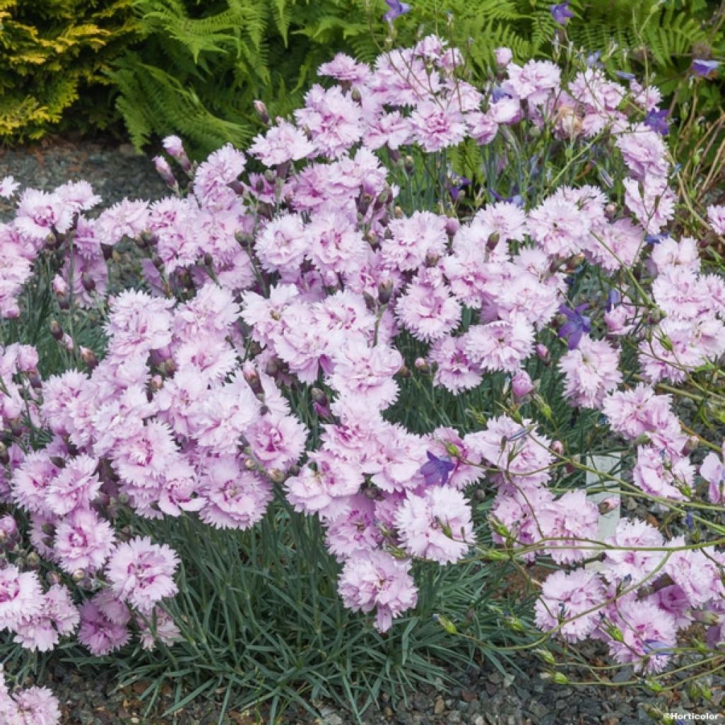 Dianthus plumarius Pike's Pink - illet mignardise