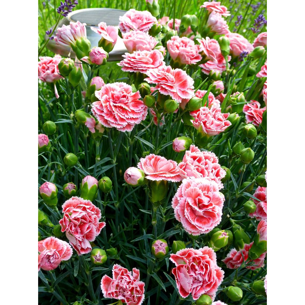 Clavel coronado Scent First Coral Reef - Dianthus plumarius