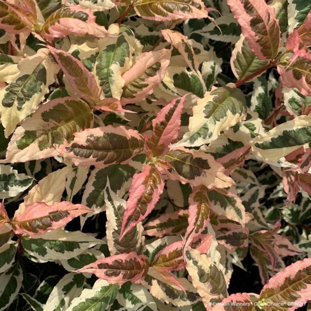 Diervilla Kodiak Mixx - Brezalillo