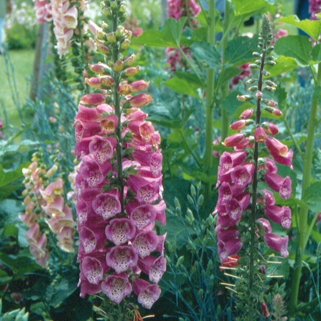 Digitalis mertonensis Summer King - Dedalera