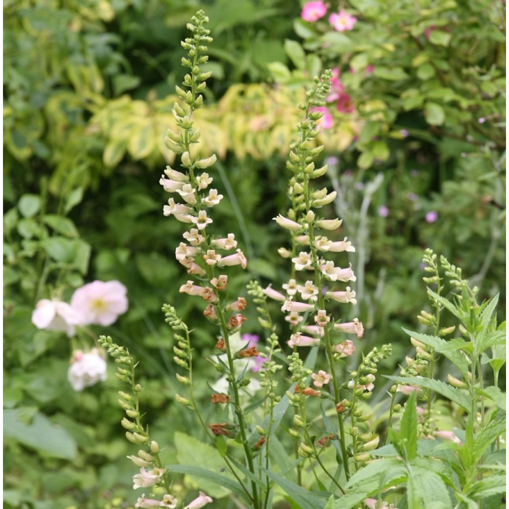 Digitalis Glory of Roundway - Digital