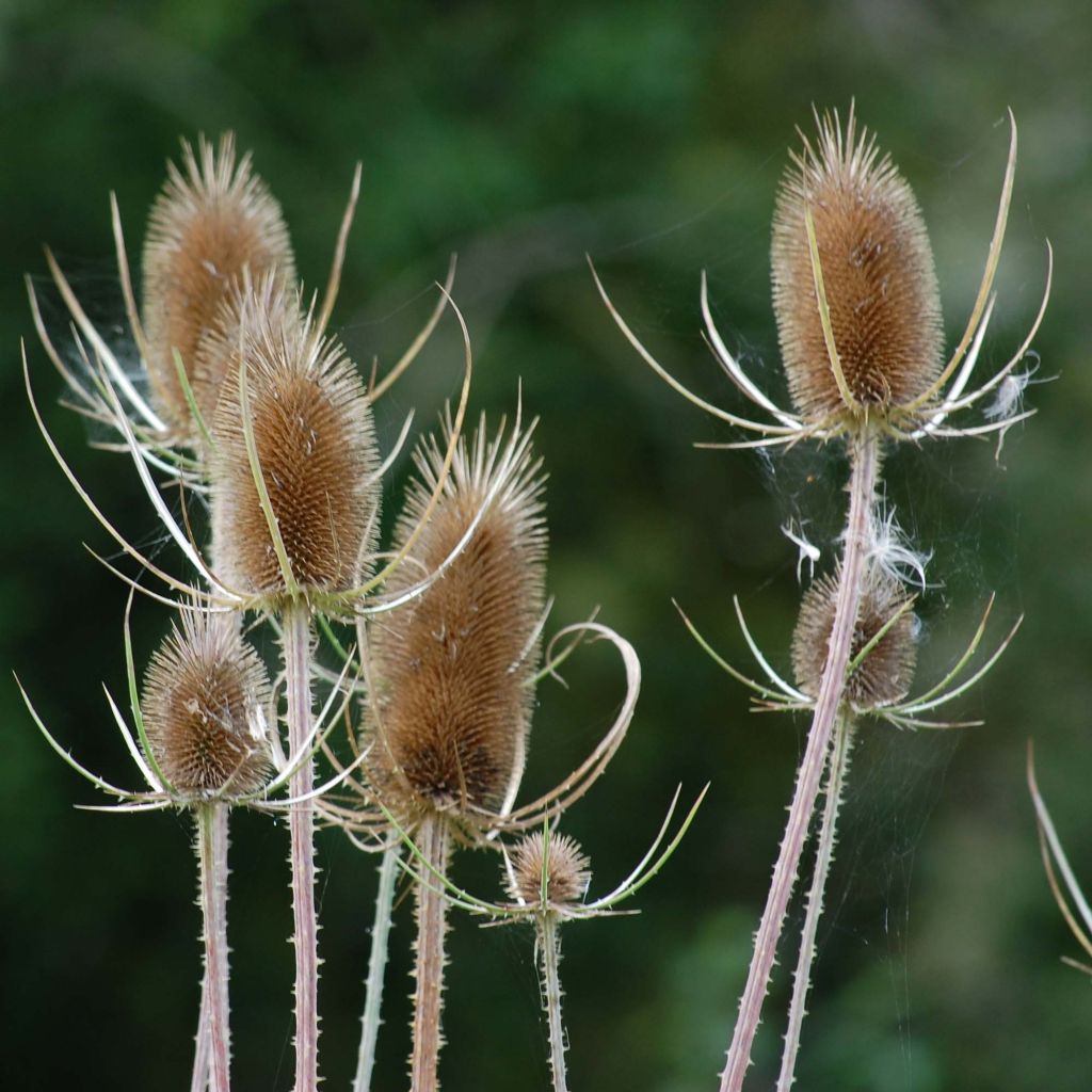 Dipsacus fullonum - Cardo teñidor