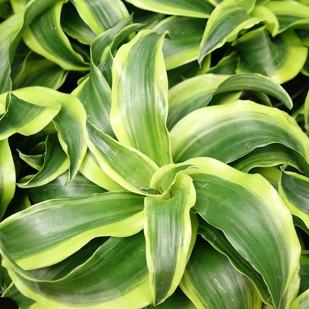 Dracaena Dragontree Tornado