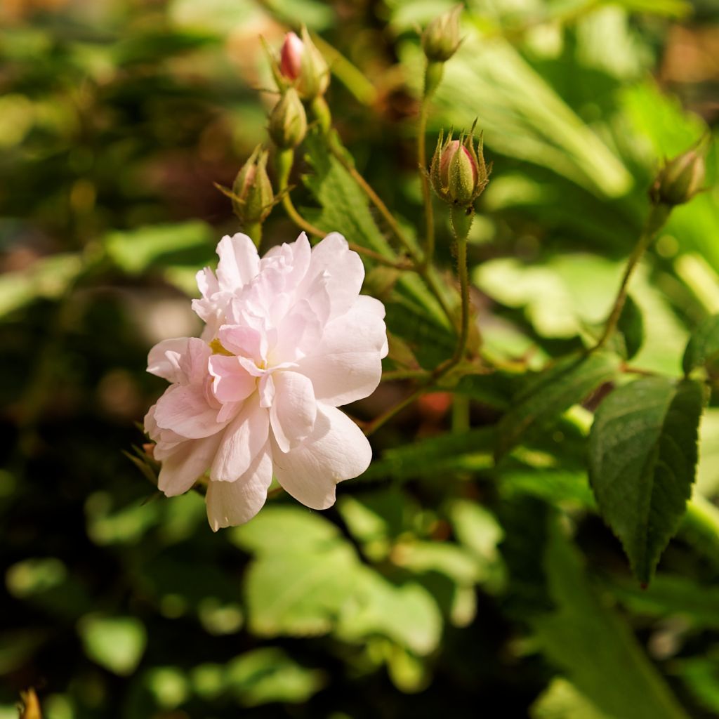 Rosal Paul's Himalayan Musk - Rosal liana