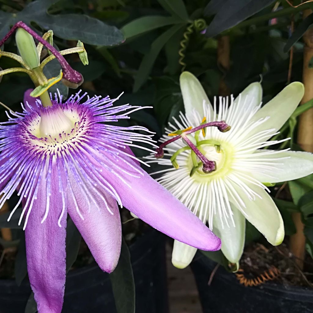 Passiflora Duo - Flor de la pasión