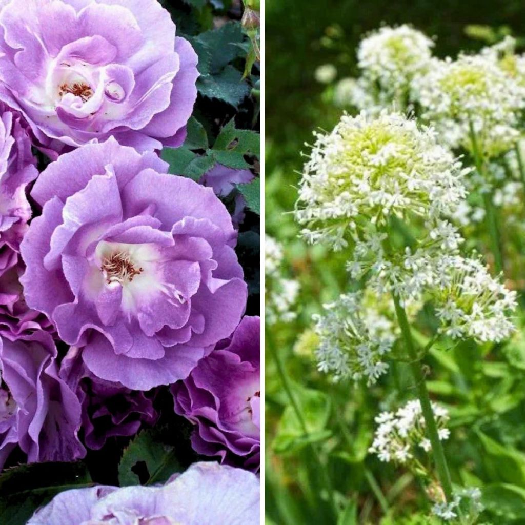 Dúo Bucólico - Rosal Rhapsody in Blue y Valeriana blanca