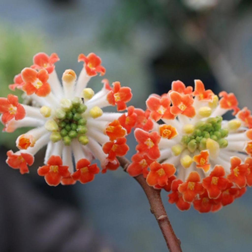 Edgeworthia chrysantha Red Dragon Akebono - Arbusto del papel