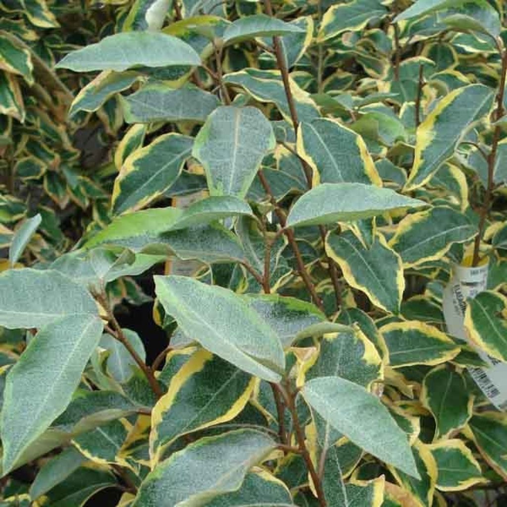 Elaeagnus ebbingei Gilt Edge