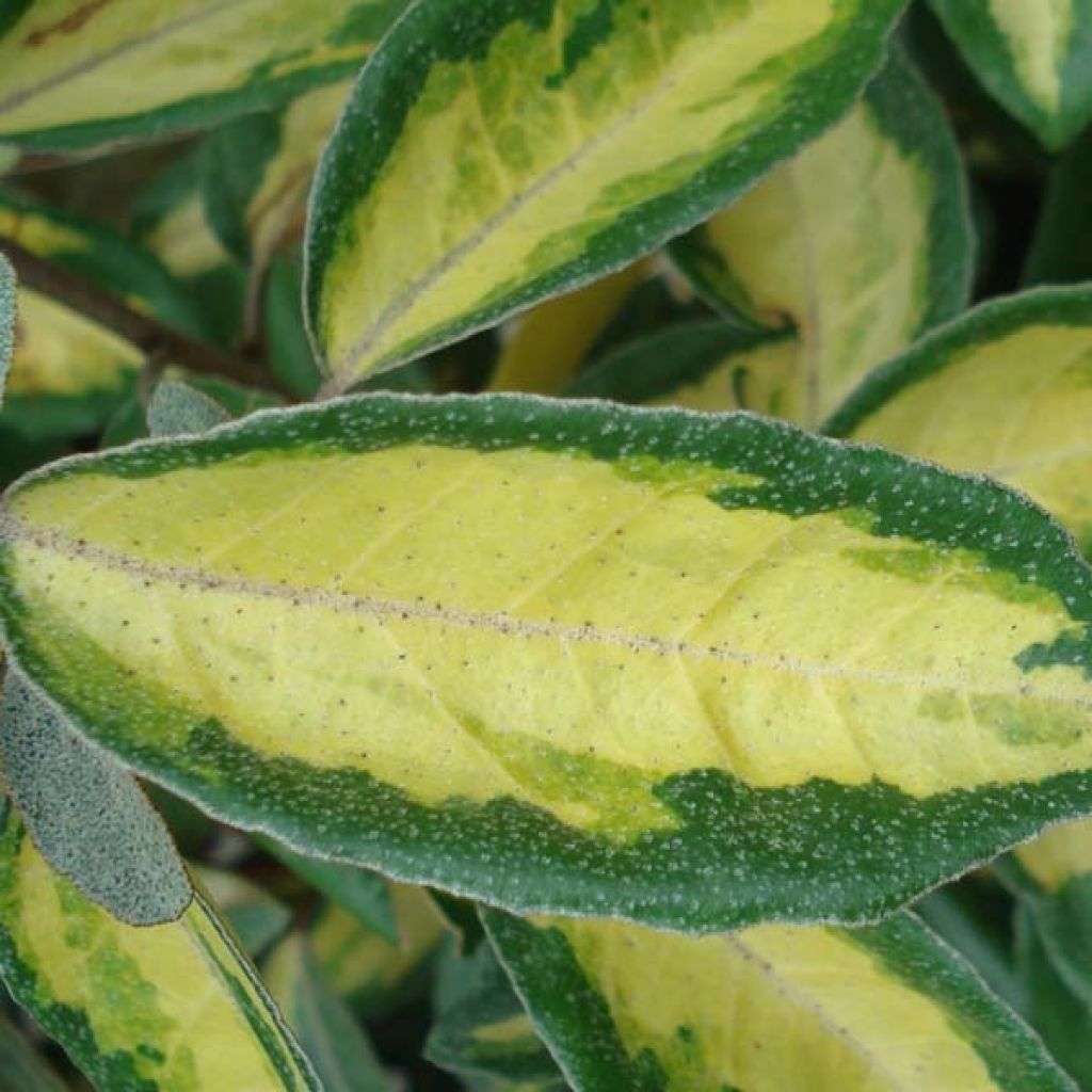 Elaeagnus ebbingei Limelight