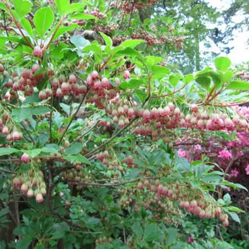 Enkianthus campanulatus - Enquianto