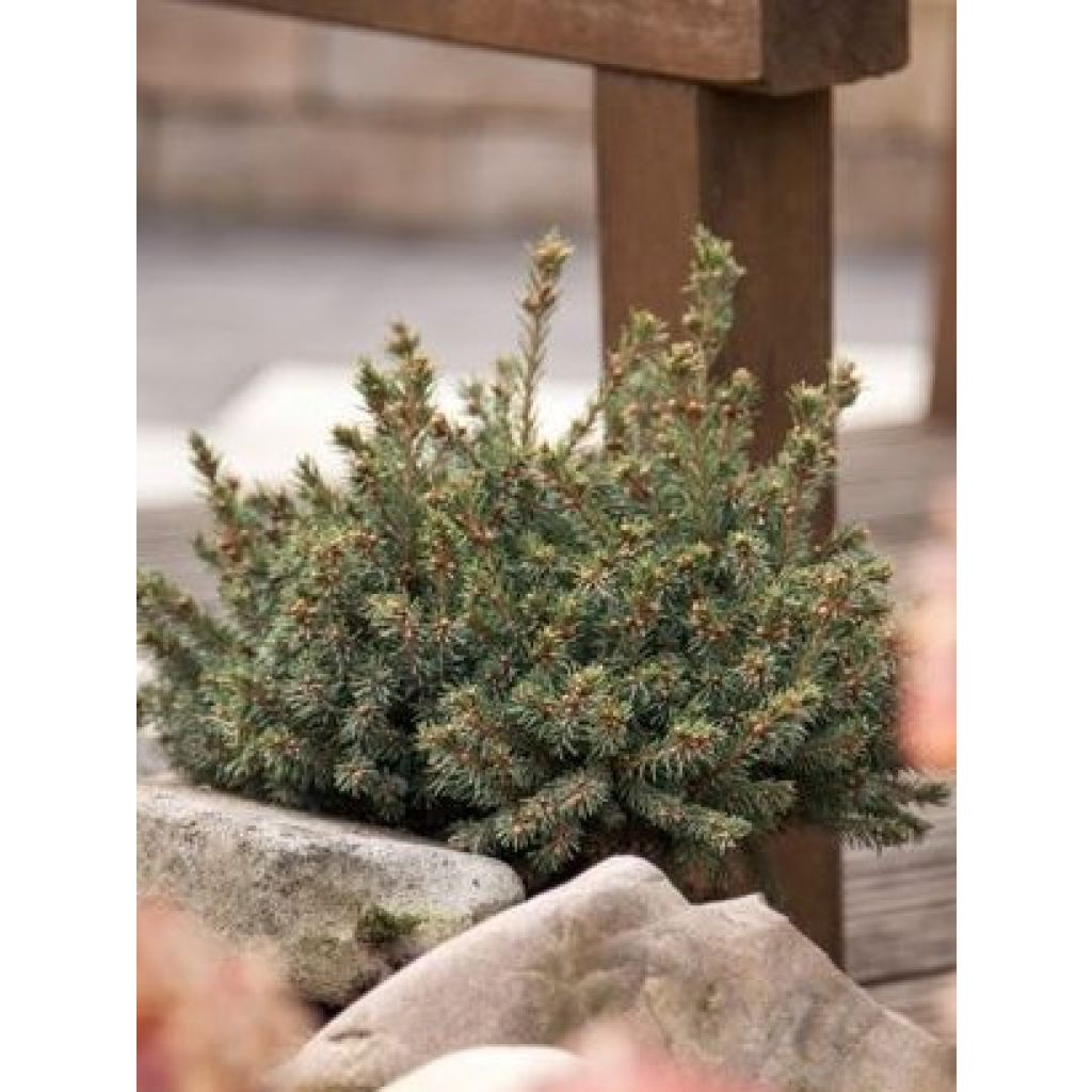 Picea glauca Echiniformis - Pícea blanca
