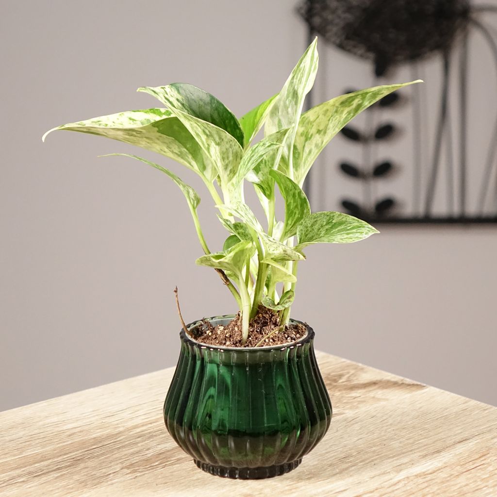 Poto - Epipremnum aureum Marble Queen