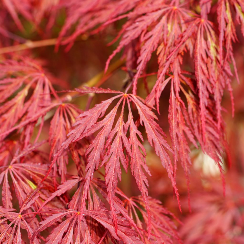Arce japonés Dissectum Garnet - Acer palmatum