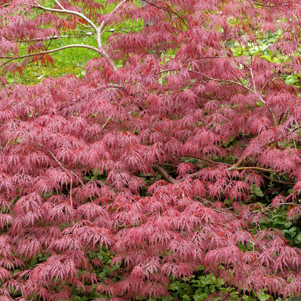 Arce japonés Dissectum Garnet - Acer palmatum