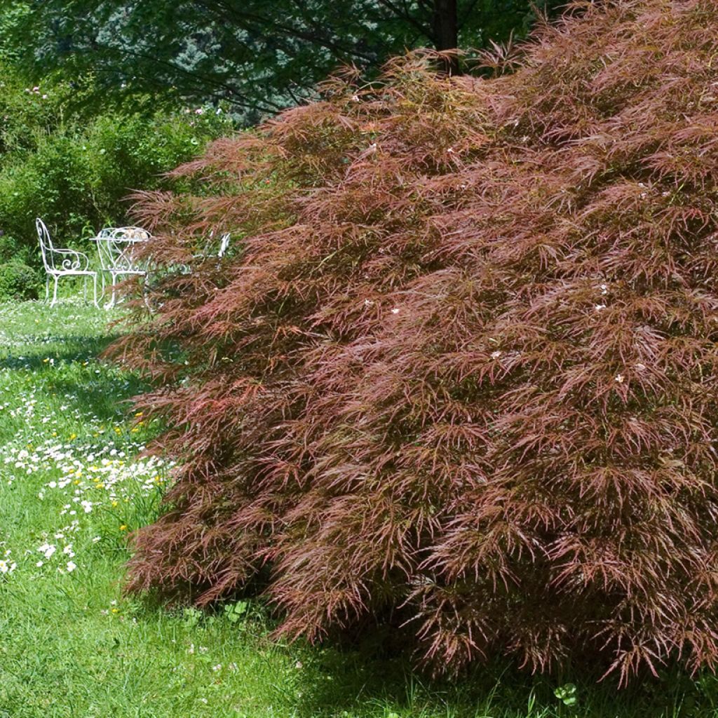 Arce japonés Dissectum Garnet - Acer palmatum