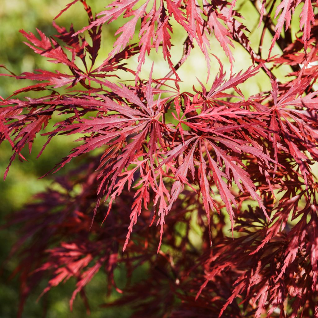 Arce japonés Dissectum Garnet - Acer palmatum