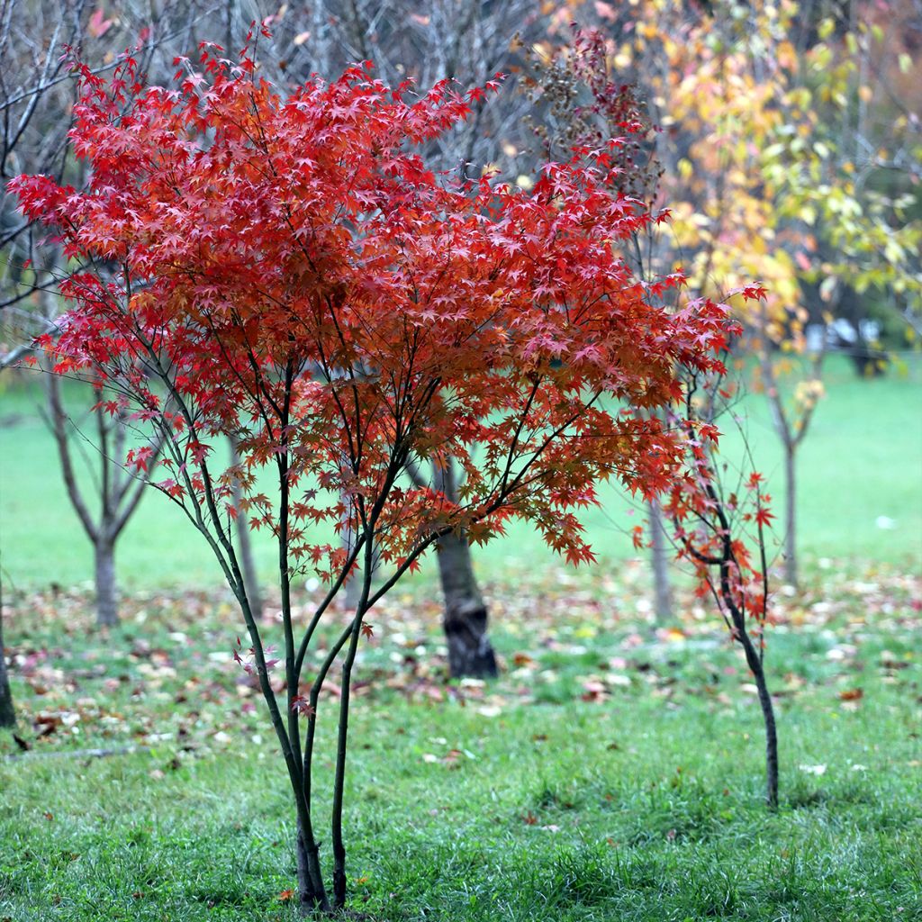 Arce japonés - Acer palmatum