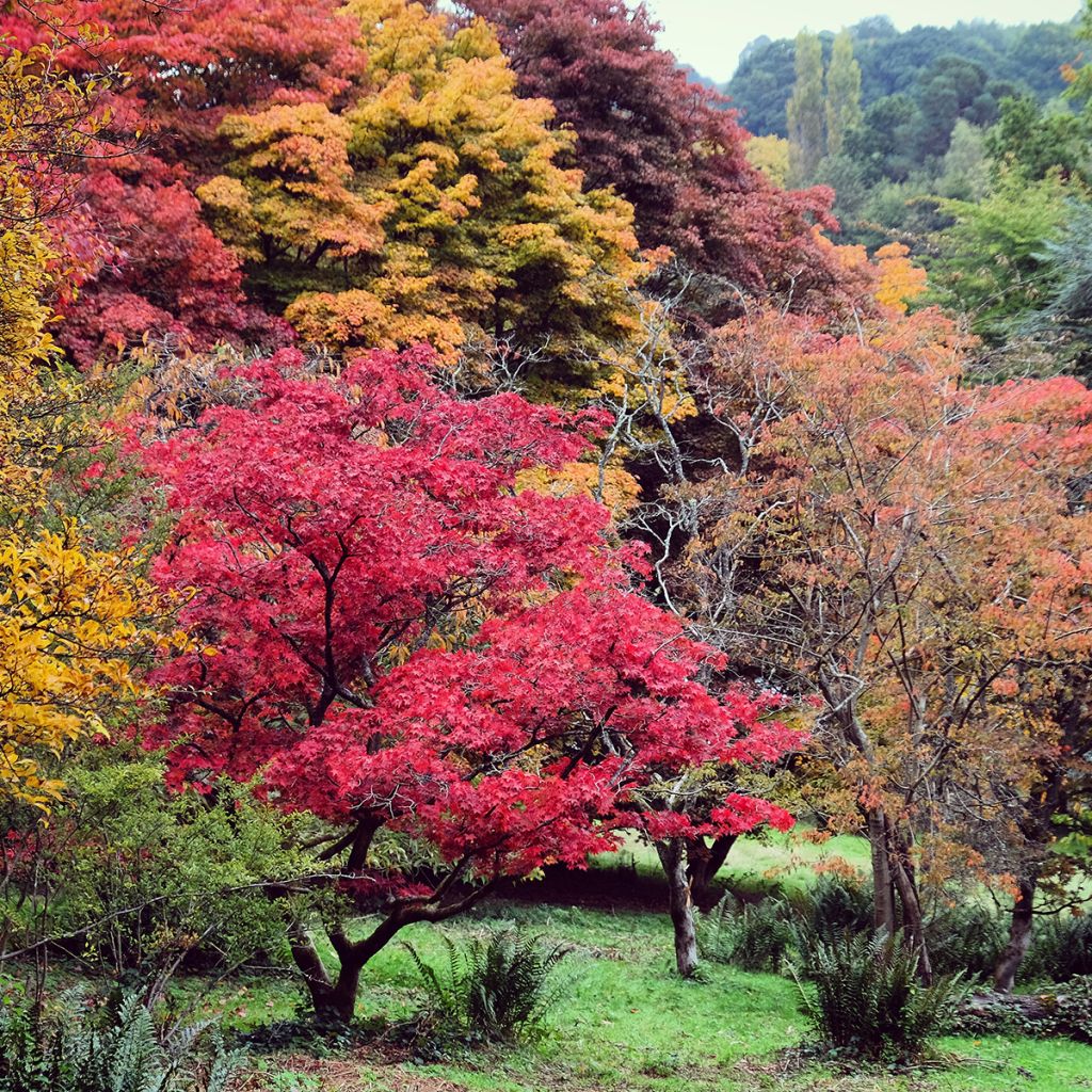 Arce japonés - Acer palmatum