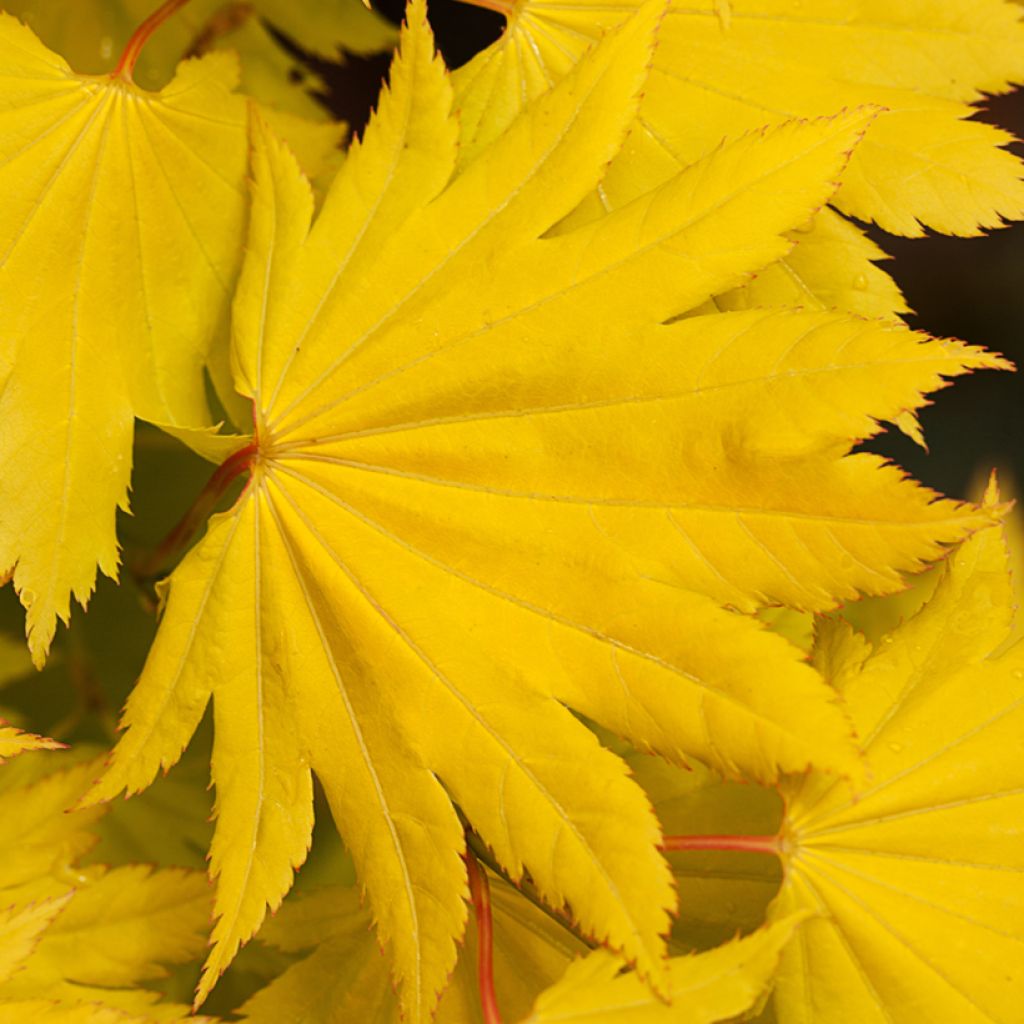 Arce de Shirasawa Aureum - Acer shirasawanum