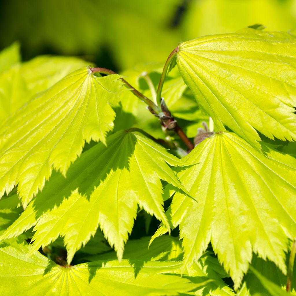 Arce de Shirasawa Aureum - Acer shirasawanum