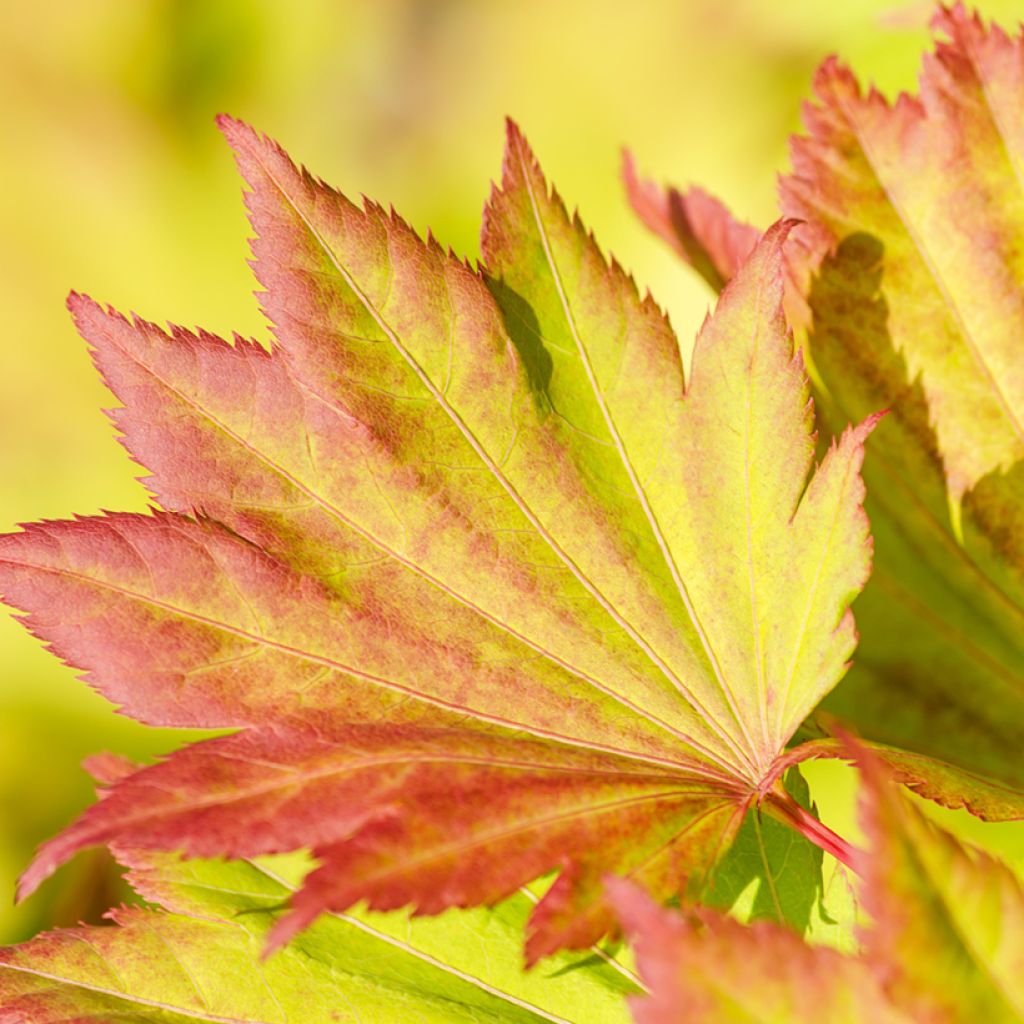 Arce de Shirasawa Aureum - Acer shirasawanum