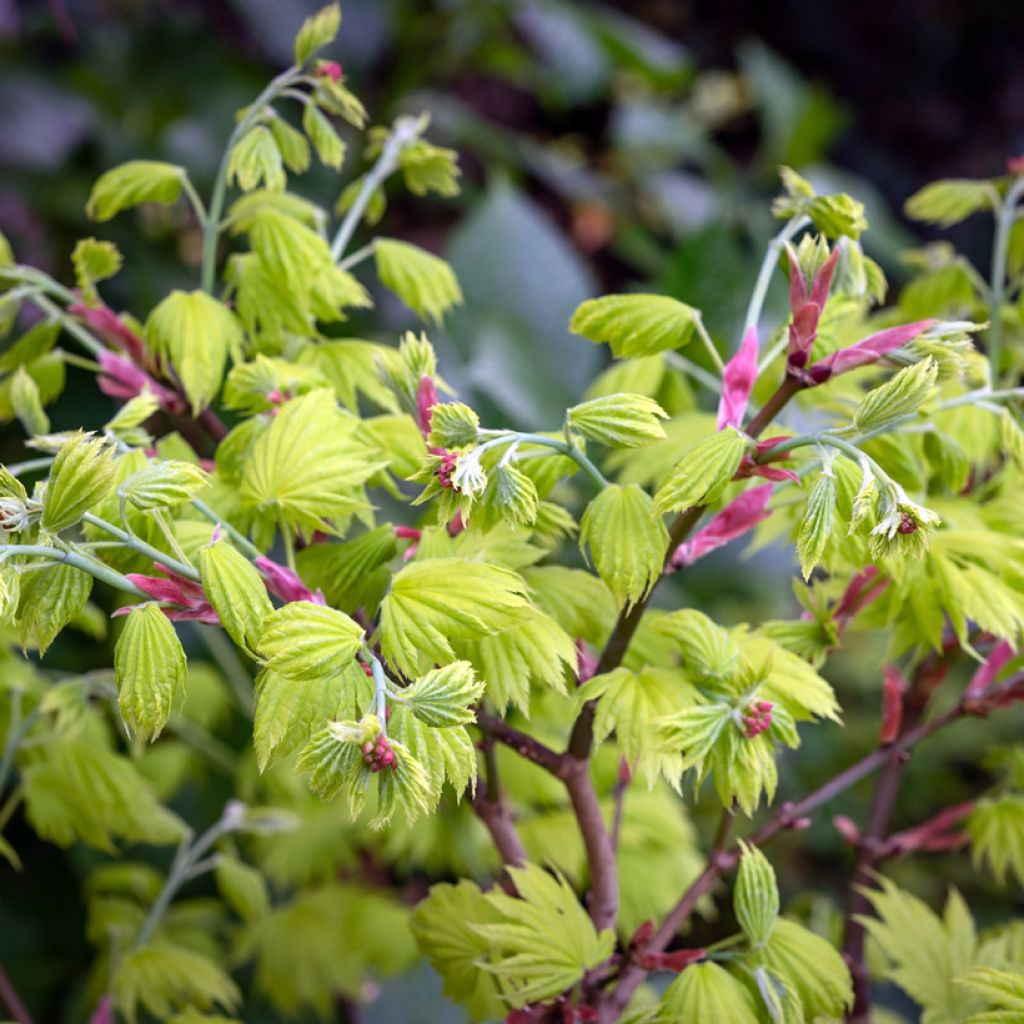Arce de Shirasawa Aureum - Acer shirasawanum
