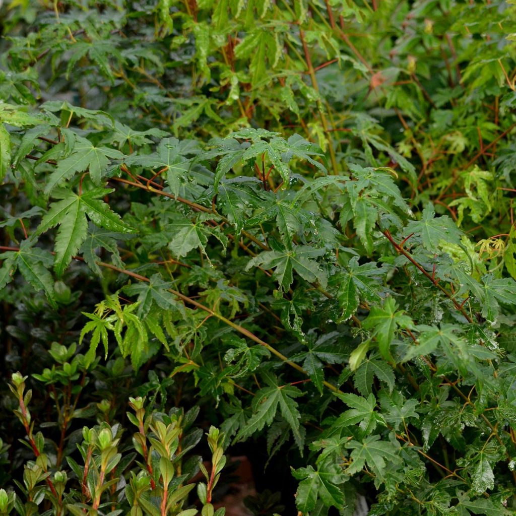 Arce japonés - Acer palmatum
