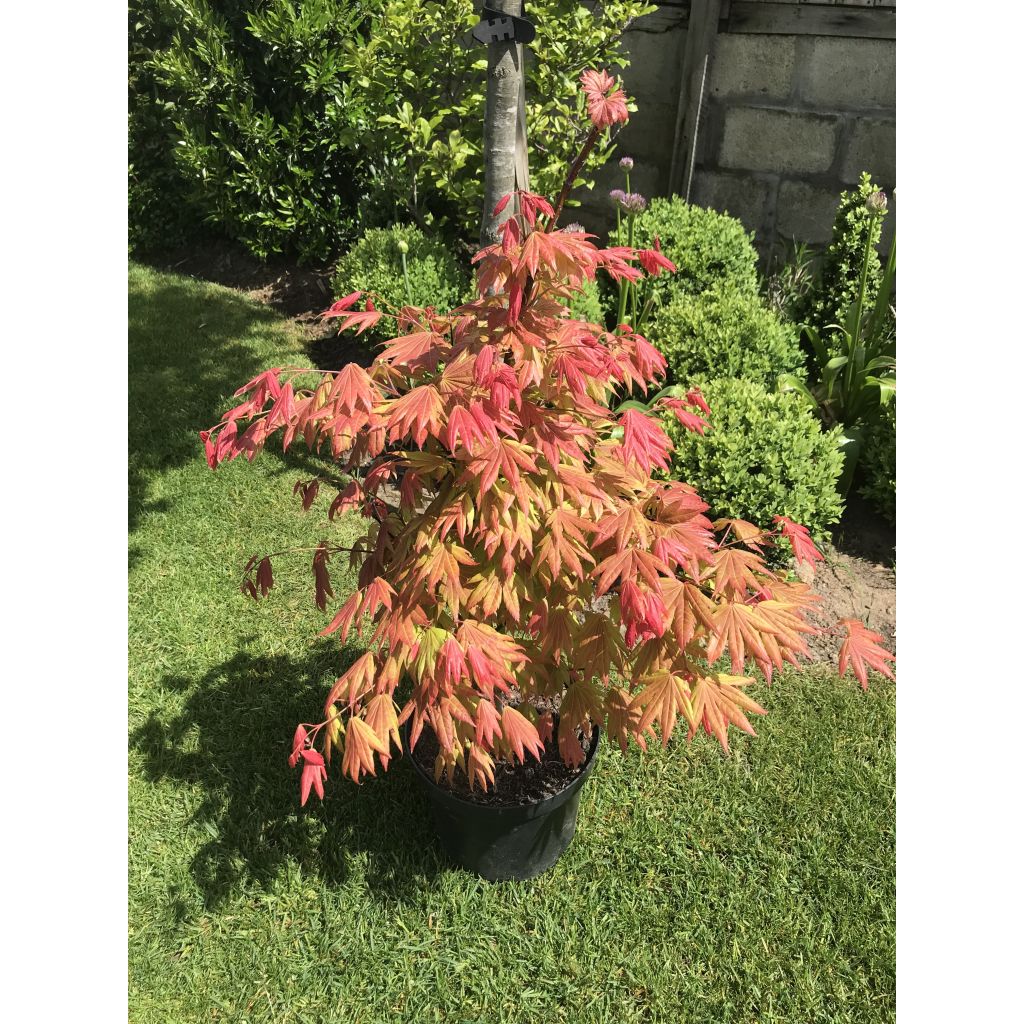 Arce de Shirasawa Moonrise - Acer shirasawanum
