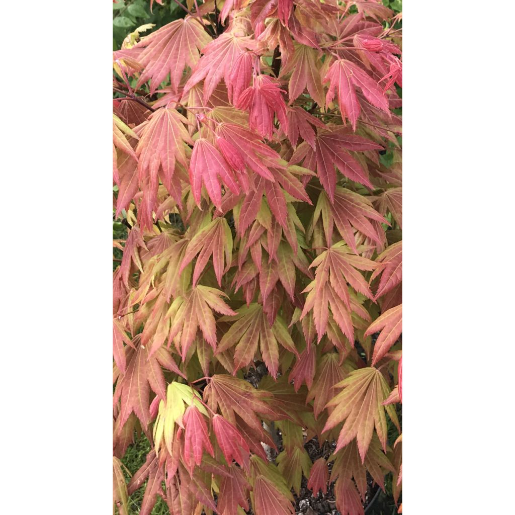 Arce de Shirasawa Moonrise - Acer shirasawanum