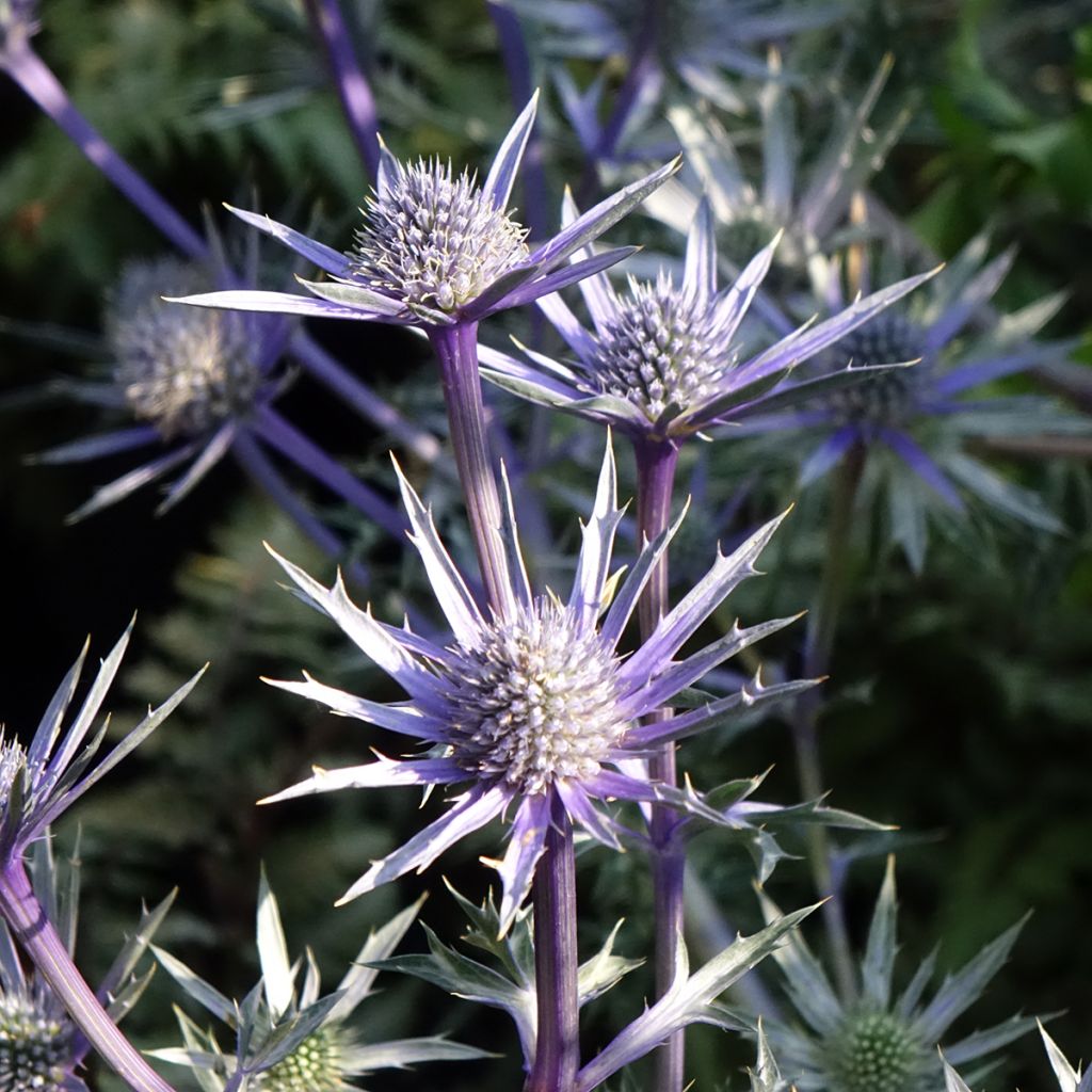 Eryngium bourgatii Pico's Amethyst - Panizo de mar