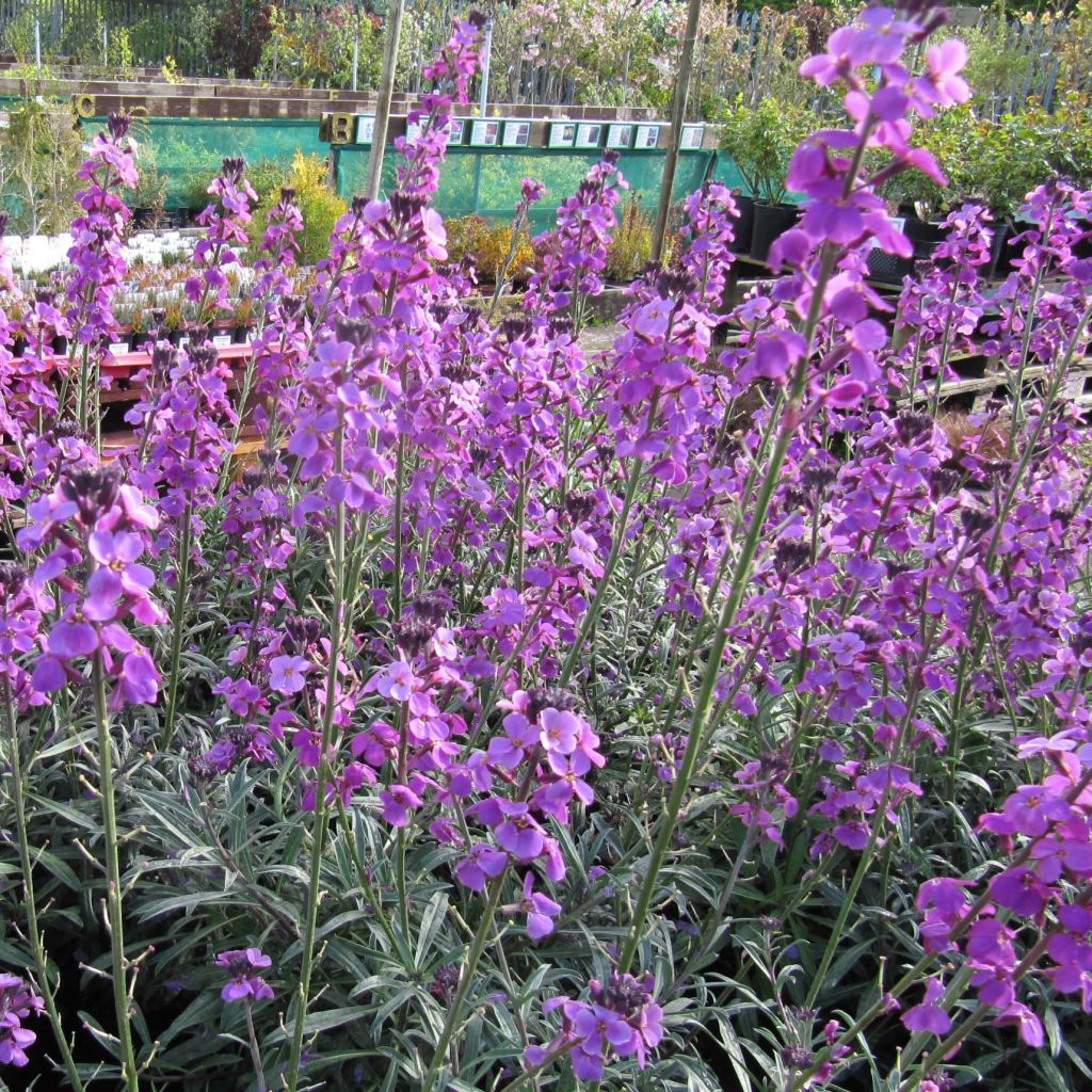 Erysimum Bowles Mauve - Alhelí