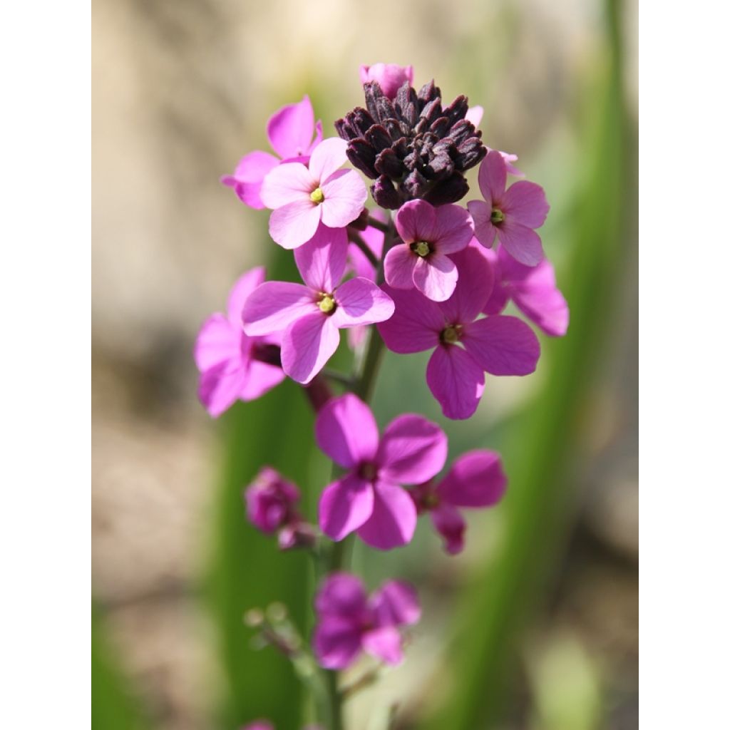 Erysimum Bowles Mauve - Alhelí