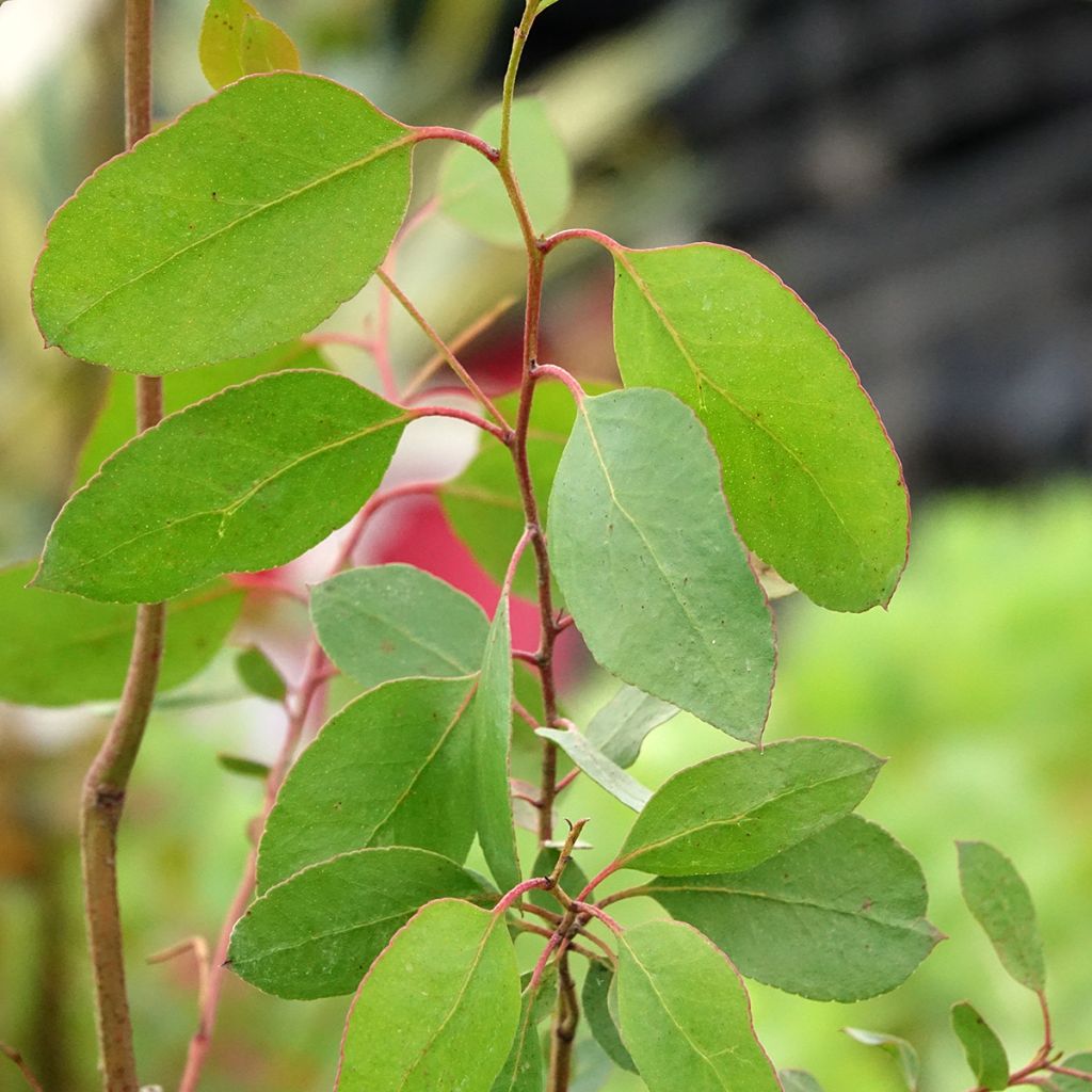 Eucalyptus johnstonii - Eucalipto de Johnston