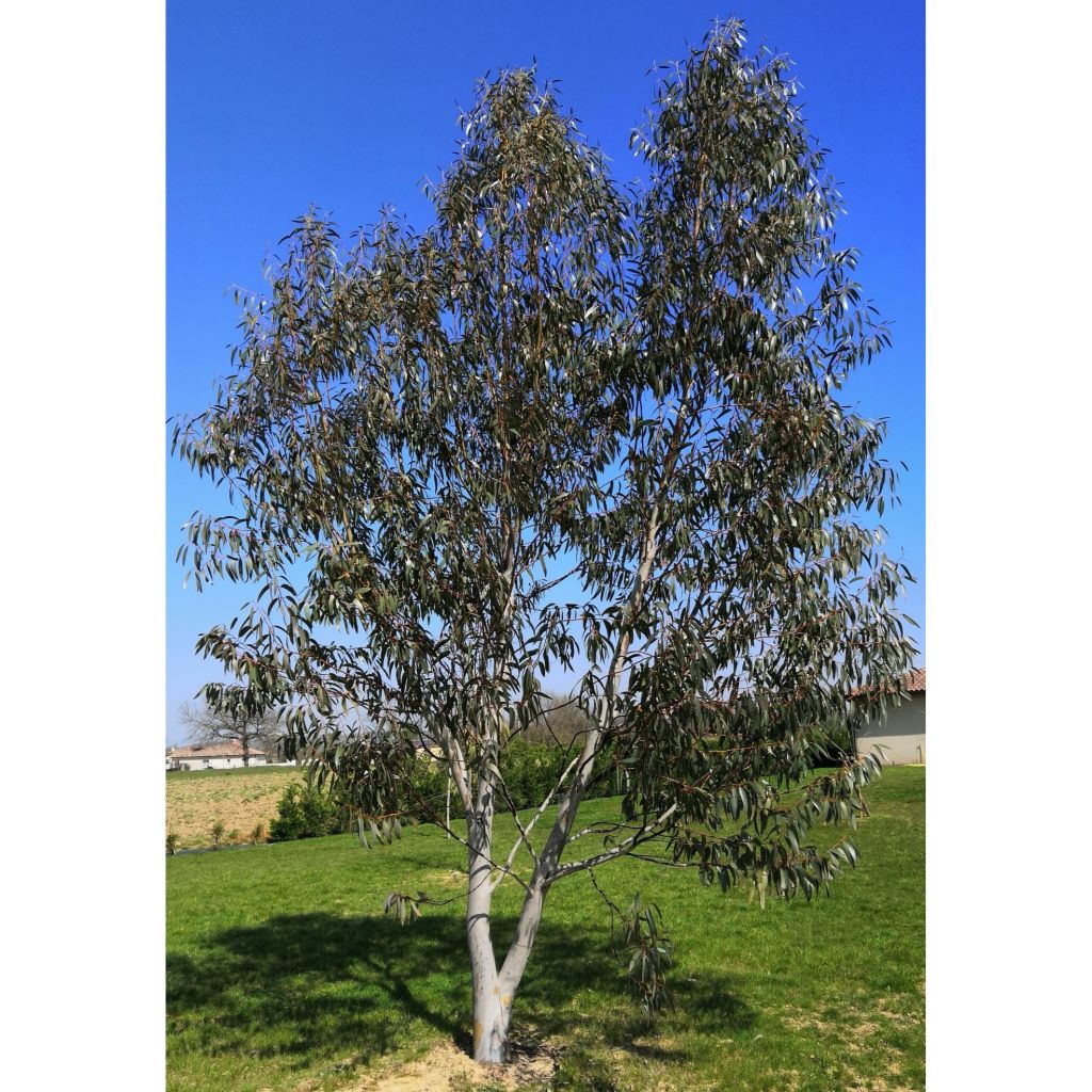 Eucalyptus pauciflora subsp. niphophila - Eucalipto de las nieves