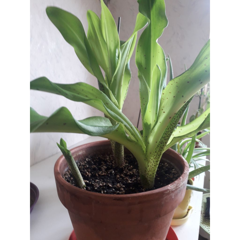 Eucomis bicolor - Pinocho bicolor