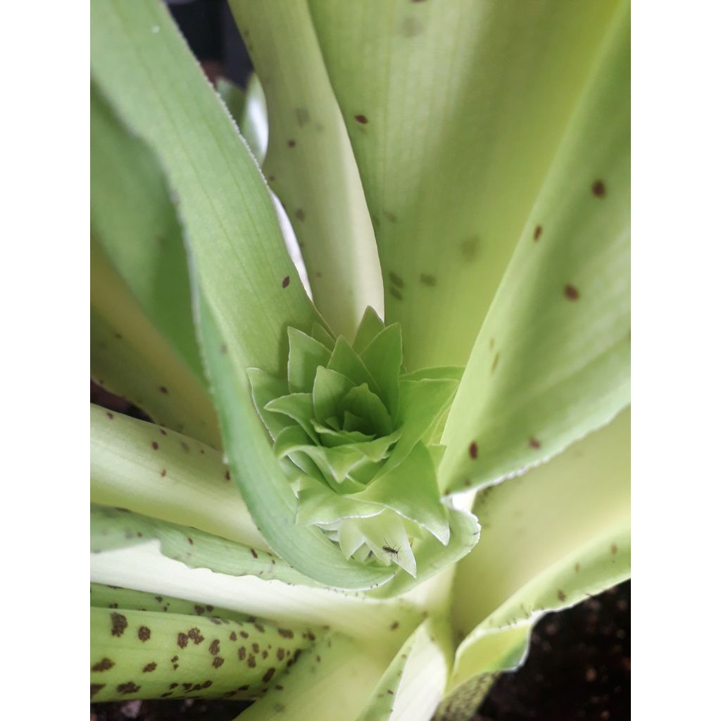Eucomis bicolor - Pinocho bicolor