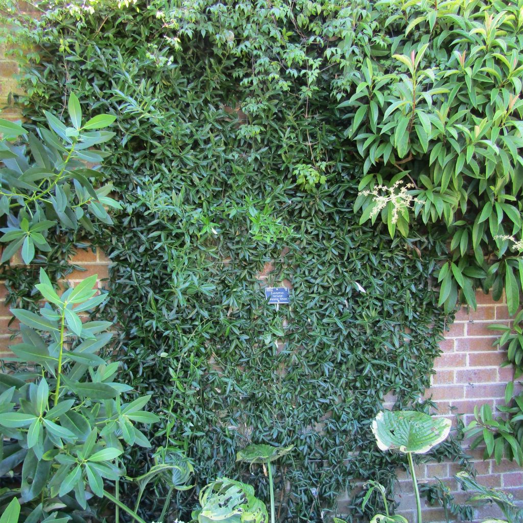 Huso de la fortuna var. radicans Wolong Ghost- Euonymus fortunei