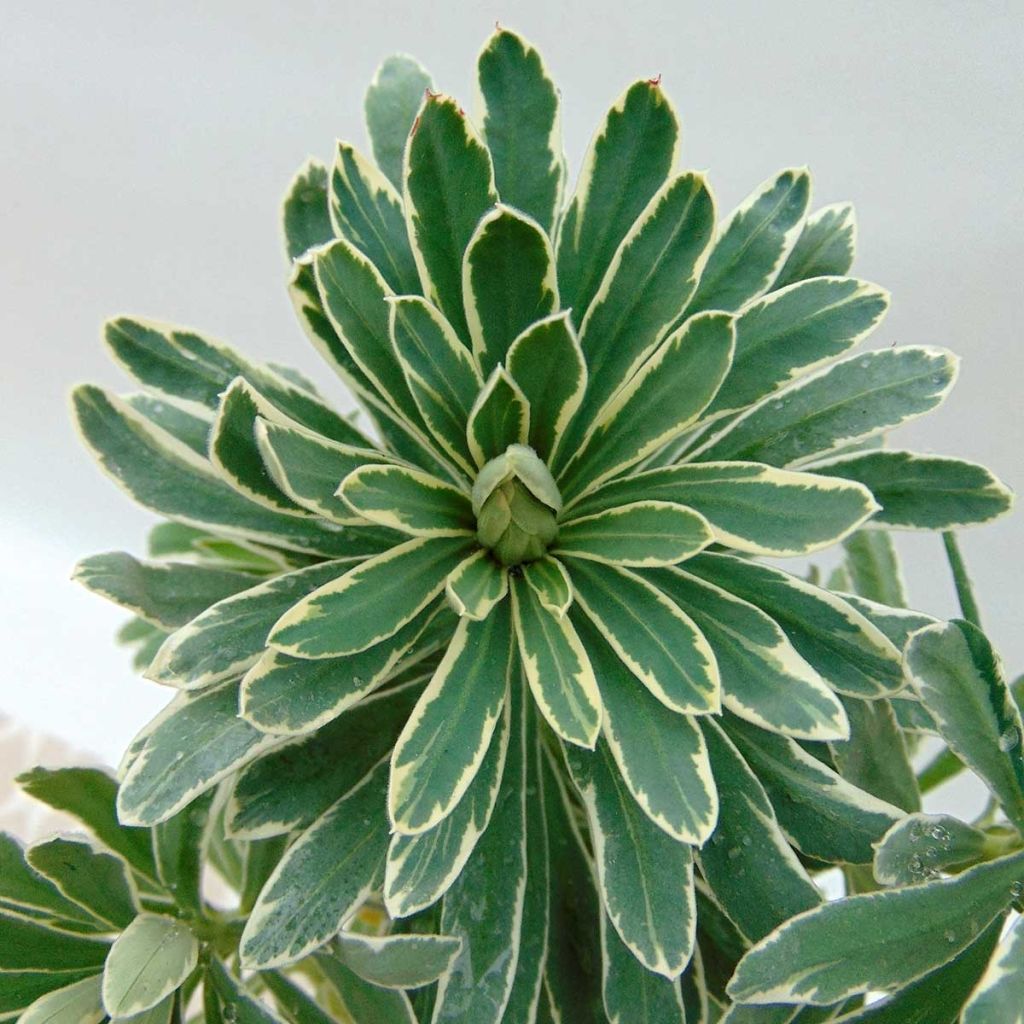 Euforbio mediterráneo Glacier Blue - Euphorbia characias