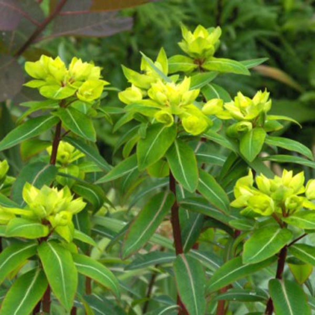 Euphorbia cornigera - Lechetrezna