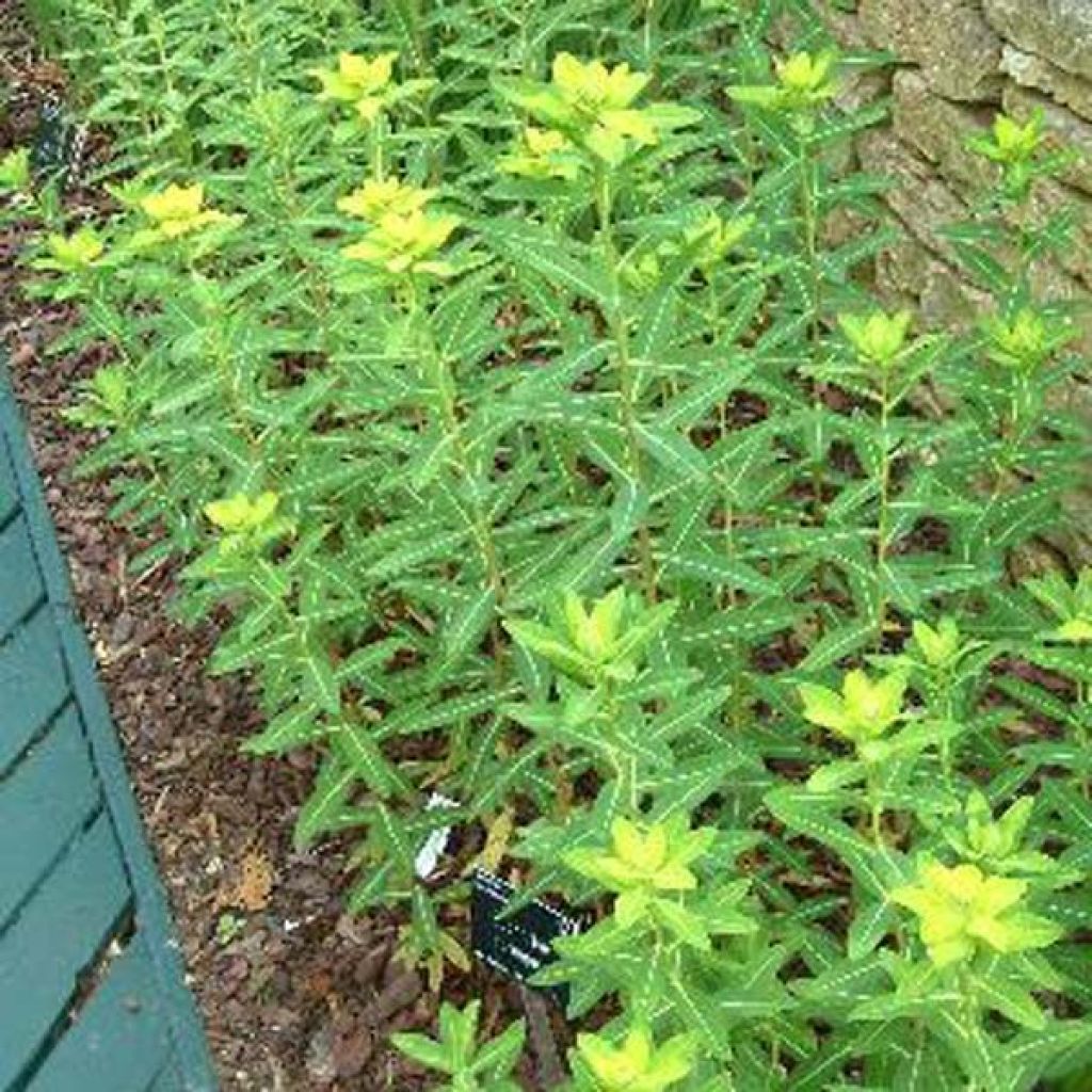 Euphorbia cornigera - Lechetrezna