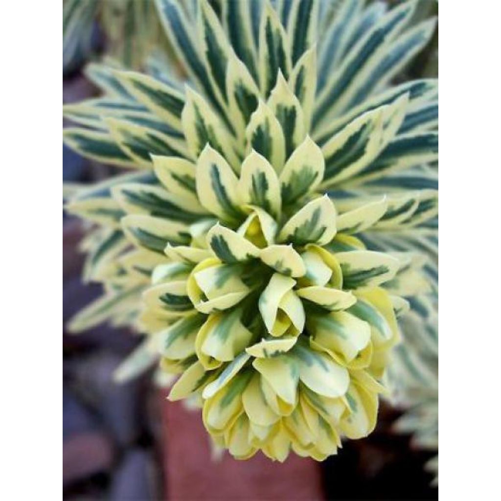 Euforbio mediterráneo Tasmanian tiger - Euphorbia characias