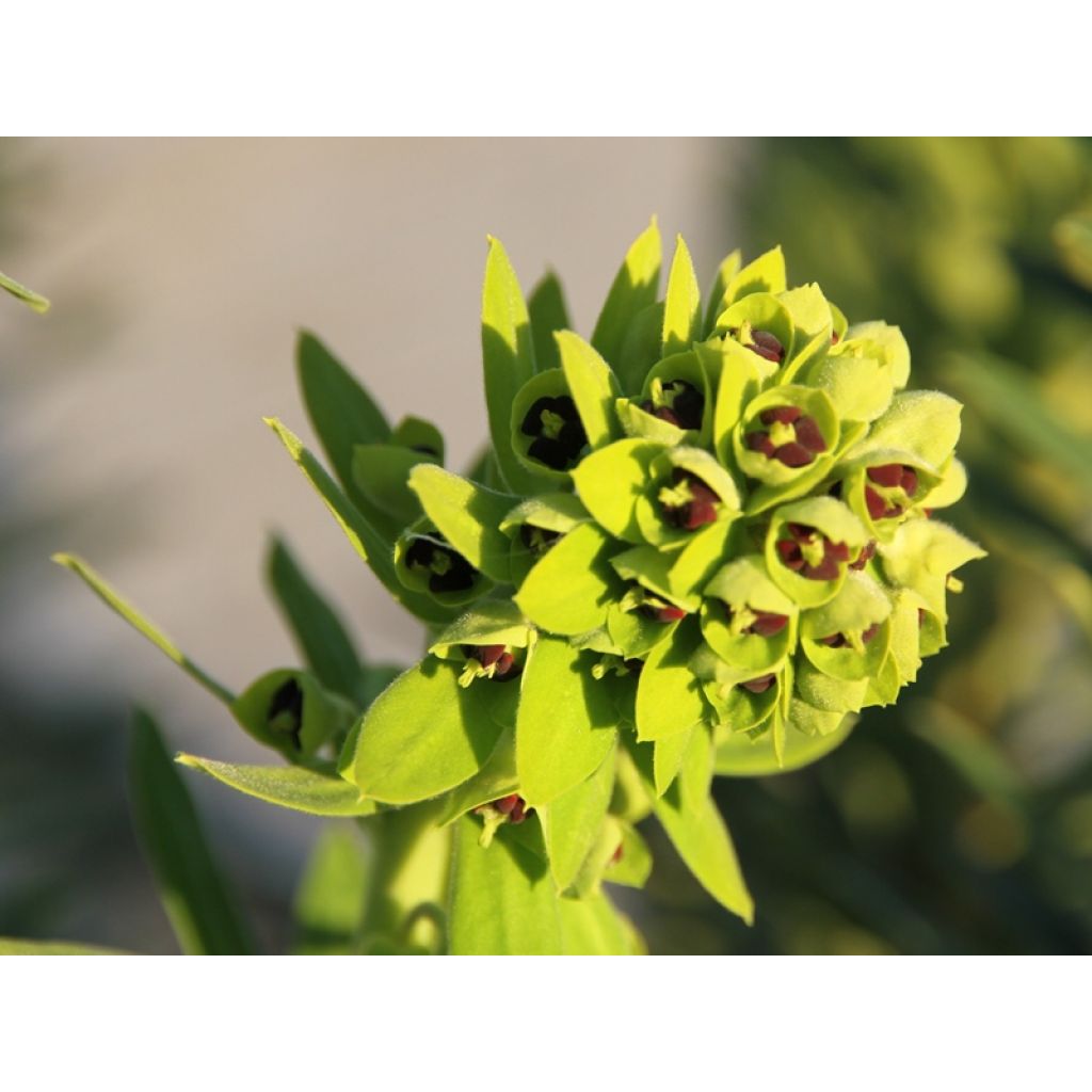 Euforbio mediterráneo Black Pearl - Euphorbia characias